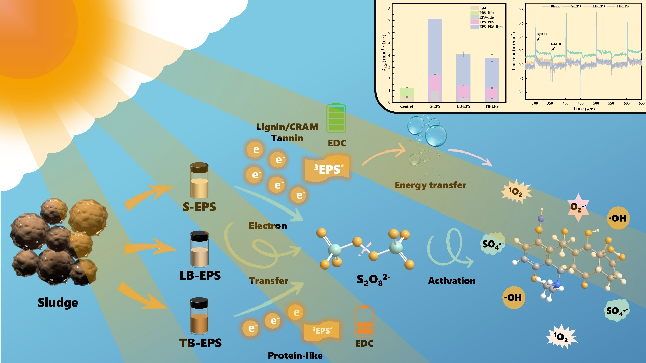基于污泥胞外聚合物分子的光驱动过硫酸盐活化机制示意图